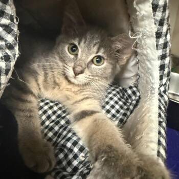 Quartz -  Tabby and Domestic Short Hair Cat for Adoption in Greensboro, North Carolina - Quartz | PetCurious