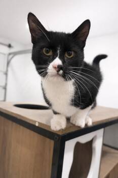 Domestic Short Hair Cats Available for Adoption - Manny | PetCurious
