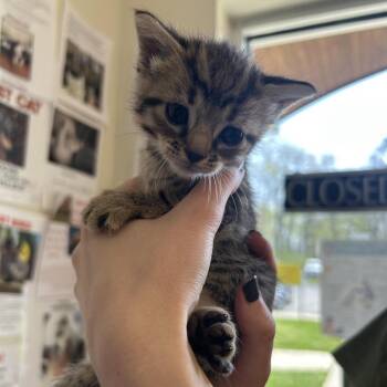 Domestic Short Hair Cats Available for Adoption in Chattanooga, Tennessee - Laura | PetCurious