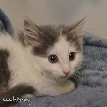 Serrano -  Domestic Long Hair Cat for Adoption in Cheyenne, Wyoming - Serrano | PetCurious