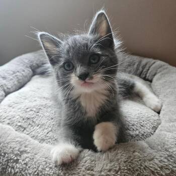 Flooper C70893 -  Domestic Short Hair Cat for Adoption in Minnetonka, Minnesota - Flooper C70893 | PetCurious
