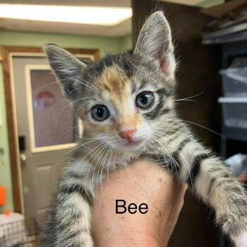 Domestic Short Hair Cats Available for Adoption in Madill, Oklahoma - Bee | PetCurious