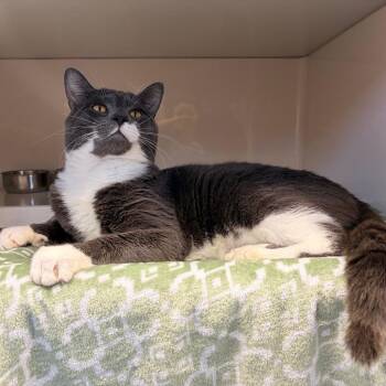 Ferb -  Domestic Short Hair Cat for Adoption in Watertown, New York - Ferb | PetCurious