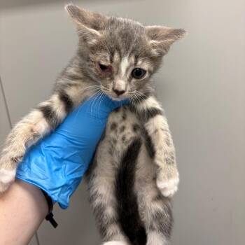 Calzone -  Domestic Short Hair Cat for Adoption in Columbiana, Alabama - Calzone | PetCurious