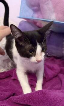 Poppy -  Domestic Short Hair Cat for Adoption in Orlando, Florida - Poppy | PetCurious