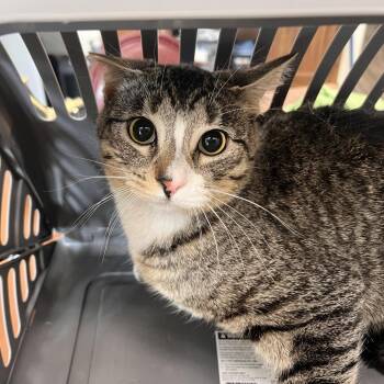 Domestic Short Hair Cats Available for Adoption - Cooper | PetCurious