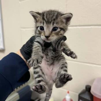 Grumpy -  Domestic Short Hair Cat for Adoption in Reno, Nevada - Grumpy | PetCurious