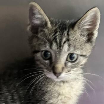 Boop -  Domestic Short Hair Cat for Adoption in Idaho Falls, Idaho - Boop | PetCurious