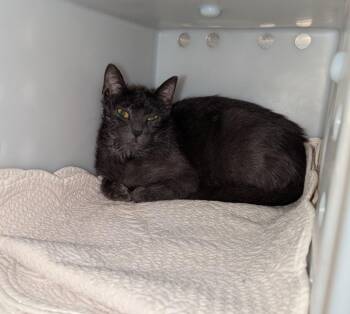 Bubbles -  Domestic Short Hair Cat for Adoption in La Porte, Indiana - Bubbles | PetCurious