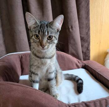 Autumn Mist -  Domestic Short Hair Cat for Adoption in Arthur, Ontario - Autumn Mist | PetCurious