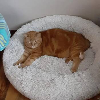 Simba -  Domestic Short Hair Cat for Adoption in Rockford, Michigan - Simba | PetCurious