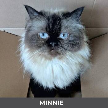 Minnie -  Himalayan Cat for Adoption in Toronto, Ontario - Minnie | PetCurious
