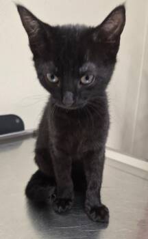 Domestic Short Hair Cats Available for Adoption in Christiansburg, Virginia - Cadaba | PetCurious