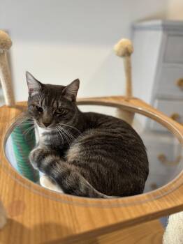 Rescue Domestic Short Hair Cats for Adoption in Fort Worth, Texas - Weaver | PetCurious