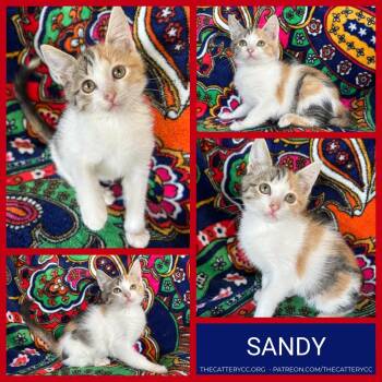 Sandy -  Domestic Short Hair Cat for Adoption in Corpus Christi, Texas - Sandy | PetCurious