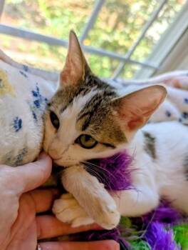 Trolly -  Domestic Short Hair Cat for Adoption in Chamblee, Georgia - Trolly | PetCurious