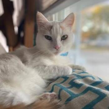 Battie -  Domestic Short Hair Cat for Adoption in Snow Hill, North Carolina - Battie | PetCurious