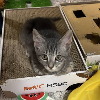Barracuda -  Tabby and Domestic Short Hair Cat for Adoption in Knoxville, Tennessee - Barracuda | PetCurious