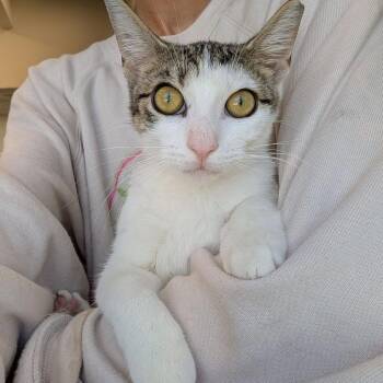 Odette -  Domestic Short Hair Cat for Adoption in Boston, Massachusetts - Odette | PetCurious