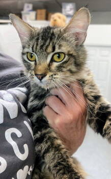 Rescue Domestic Medium Hair Cats for Adoption in St. George, Utah - Petunia | PetCurious