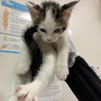 Sally Seashell -  Domestic Medium Hair Cat for Adoption in Charleston, West Virginia - Sally Seashell | PetCurious