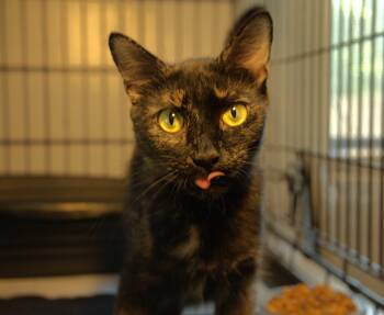 Two Tone -  Tortoiseshell Cat for Adoption in PORT WENTWRTH, Georgia - Two Tone | PetCurious