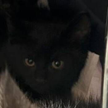 11B Scout Roswell -  Domestic Short Hair Cat for Adoption in Denver, Colorado - 11B Scout Roswell | PetCurious