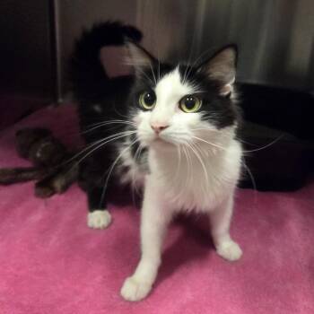 Meadow -  Domestic Short Hair Cat for Adoption in Oak Brook, Illinois - Meadow | PetCurious
