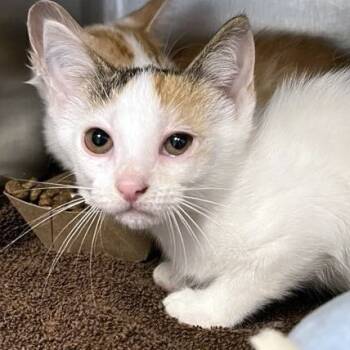 Rescue Domestic Short Hair Cats for Adoption in Austin, Texas - Norwegian Salmon | PetCurious