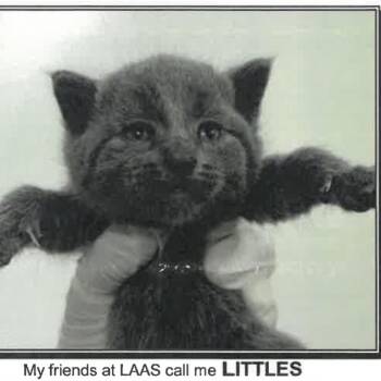 Littles -  Domestic Short Hair Cat for Adoption in Los Angeles, California - Littles | PetCurious