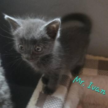 Ivan -  Domestic Short Hair Cat for Adoption in Prescott, Arizona - Ivan | PetCurious