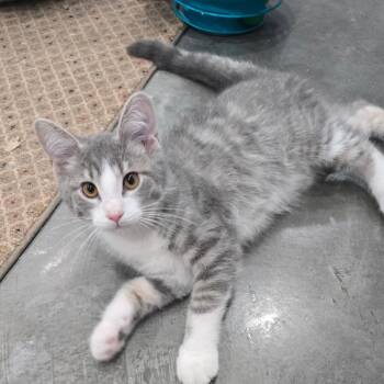 Ambassador -  Domestic Short Hair Cat for Adoption in Fairmont, West Virginia - Ambassador | PetCurious