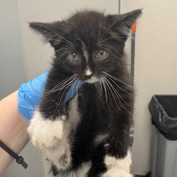 Fractious Fish -  Domestic Medium Hair Cat for Adoption in Columbiana, Alabama - Fractious Fish | PetCurious