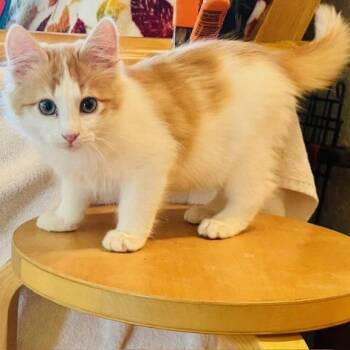 Domestic Medium Hair Cats Available for Adoption - Elton John | PetCurious
