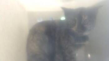 Domestic Short Hair Cats Available for Adoption in Moreno Valley, California - A550344 | PetCurious