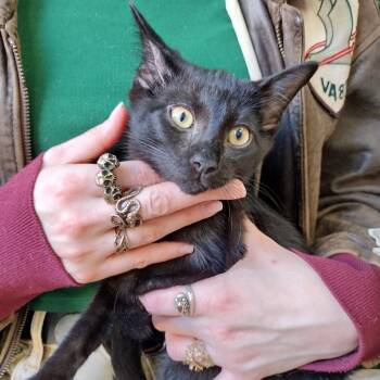Hemlock -  Domestic Short Hair and Bombay Cat for Adoption - Hemlock | PetCurious