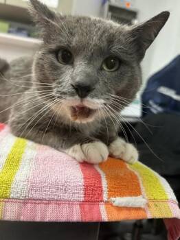 Domestic Short Hair Cats Available for Adoption - Goatee | PetCurious