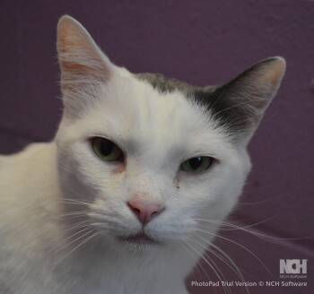 Domestic Short Hair Cats Available for Adoption - Junior | PetCurious