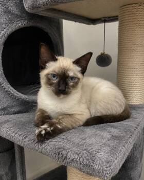 Willow - in Lubbock -  Siamese Cat for Adoption - Willow - In Lubbock | PetCurious