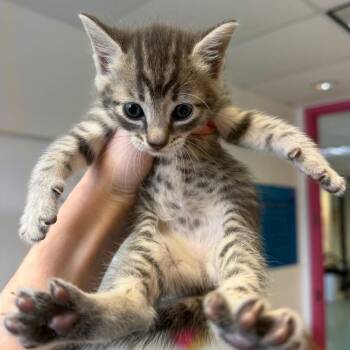 Walnut 21 -  Domestic Short Hair Cat for Adoption in Austin, Texas - Walnut 21 | PetCurious