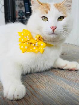 Nara, the Sweetest Cuddle Angel -  Domestic Short Hair Cat for Adoption in Franklin Township, New Jersey - Nara, The Sweetest Cuddle Angel | PetCurious