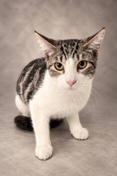 Sammy -  Domestic Short Hair Cat for Adoption in Fresno, California - Sammy | PetCurious