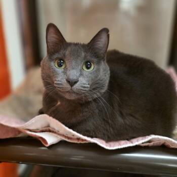 Jupe - sweet loving senior girl -  Domestic Short Hair Cat Available for Adoption in Oshkosh, Wisconsin - Jupe - Sweet Loving Senior Girl | PetCurious