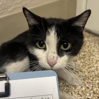 Puddles -  Domestic Short Hair Cat Available for Adoption in Tempe, Arizona - Puddles | PetCurious