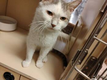 Domestic Short Hair Cats Available for Adoption - Chickie | PetCurious