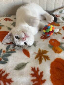 Rescue Domestic Short Hair Cats for Adoption in Kenosha, Wisconsin - Gomer | PetCurious