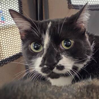 Turnip -  Domestic Short Hair Cat for Adoption in Chattanooga, Tennessee - Turnip | PetCurious