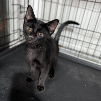 Raven -  Domestic Short Hair Cat for Adoption in Cape Girardeau, Missouri - Raven | PetCurious