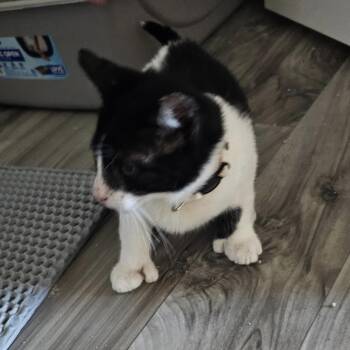 Rescue Tuxedo Cats for Adoption in Columbia, South Carolina - Paws | PetCurious