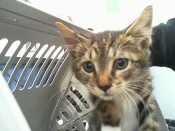 A1267084 -  Domestic Short Hair Cat for Adoption in Charlotte, North Carolina - A1267084 | PetCurious